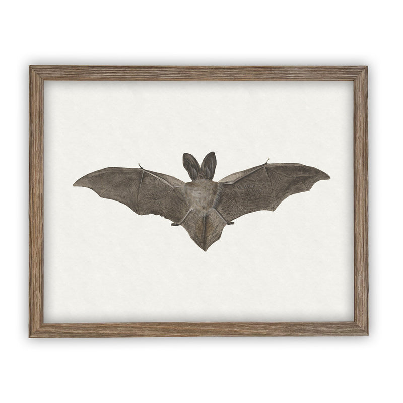 Vintage Framed Canvas Art Bat #H-101