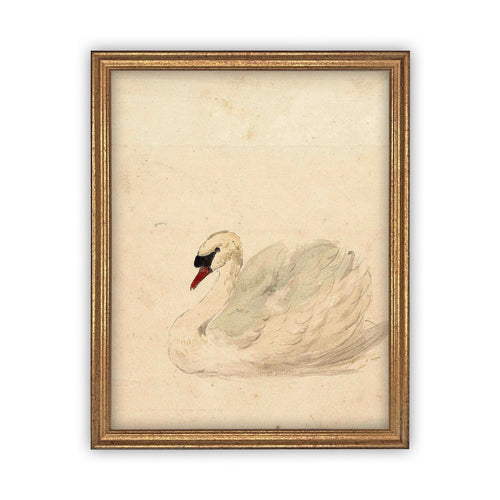 READY to SHIP 12x16 Vintage Framed Canvas Art // Framed Vintage Print // White Swan Art // Girls Room or Nursery print //#A-101