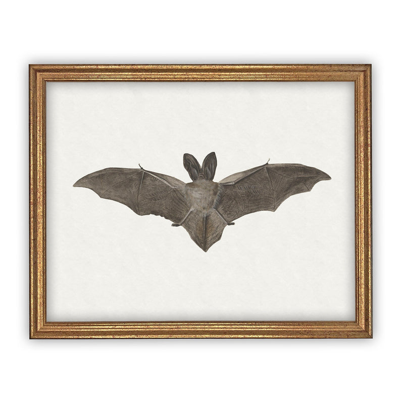 Vintage Framed Canvas Art Bat #H-101