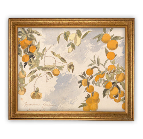READY to SHIP 11x14 Vintage Framed Canvas Art // Framed Vintage Print // Botanical Citrus Tree Sketch // Farmhouse print //#BOT-110