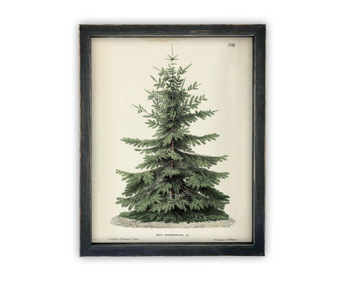 READY to SHIP 11x14 Vintage Framed Canvas Art // Framed Vintage Christmas Print // Christmas Tree // Farmhouse print //#CH-320