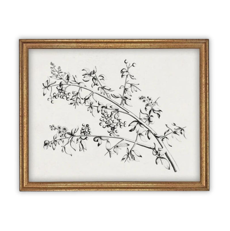 Framed Botanical Sketch /#BOT-119