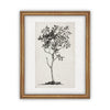 Vintage Framed Canvas Art  // Framed Vintage Print // Vintage Painting // Black White Tree Sketch // Farmhouse print //#BOT-124