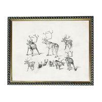 The image is a framed collage of various sketches of deer, including antlers and deer in different poses.