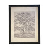 READY to SHIP 8x10 Vintage Framed Canvas Art // Framed Vintage Print // Black White Tree Sketch // Farmhouse print //#BOT-121