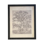 READY to SHIP 8x10 Vintage Framed Canvas Art // Framed Vintage Print // Black White Tree Sketch // Farmhouse print //#BOT-121