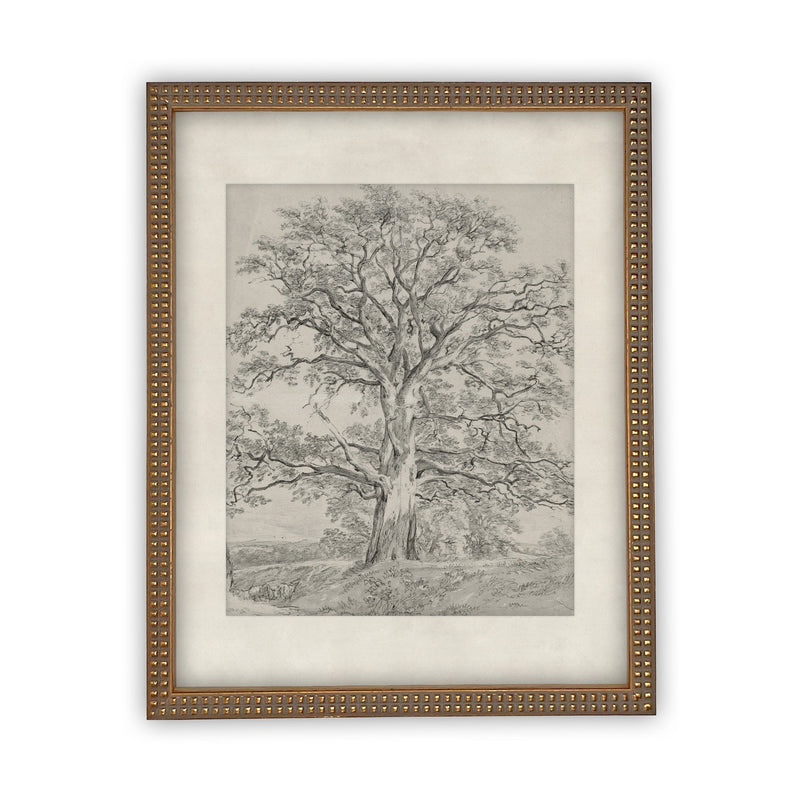 READY to SHIP 8x10 Vintage Framed Canvas Art // Framed Vintage Print // Black White Tree Sketch // Farmhouse print //#BOT-121