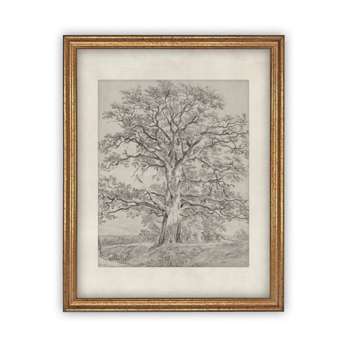READY to SHIP 18x24 Vintage Framed Canvas Art // Framed Vintage Print // Black White Tree Sketch // Farmhouse print //#BOT-121