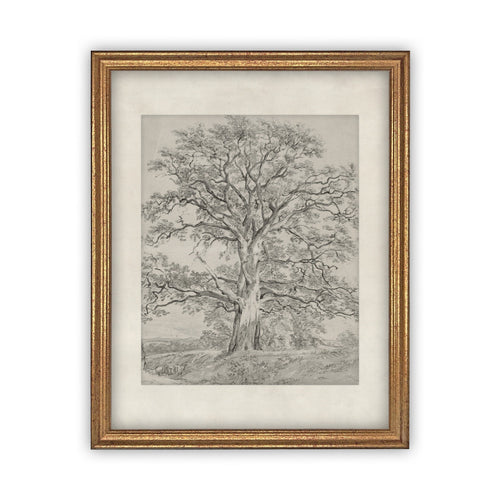 READY to SHIP 8x10 Vintage Framed Canvas Art // Framed Vintage Print // Black White Tree Sketch // Farmhouse print //#BOT-121