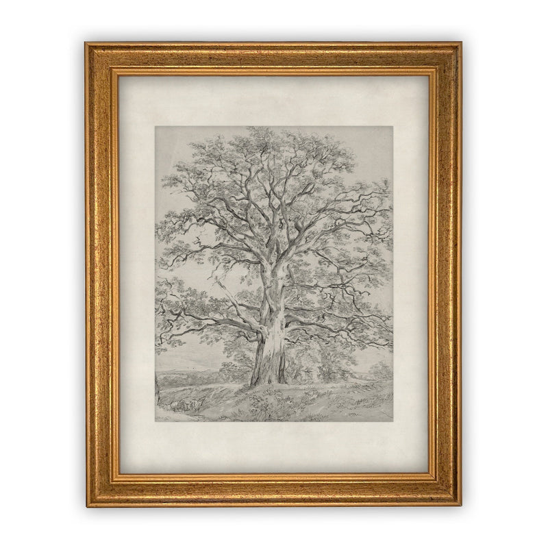 READY to SHIP 8x10 Vintage Framed Canvas Art // Framed Vintage Print // Black White Tree Sketch // Farmhouse print //#BOT-121