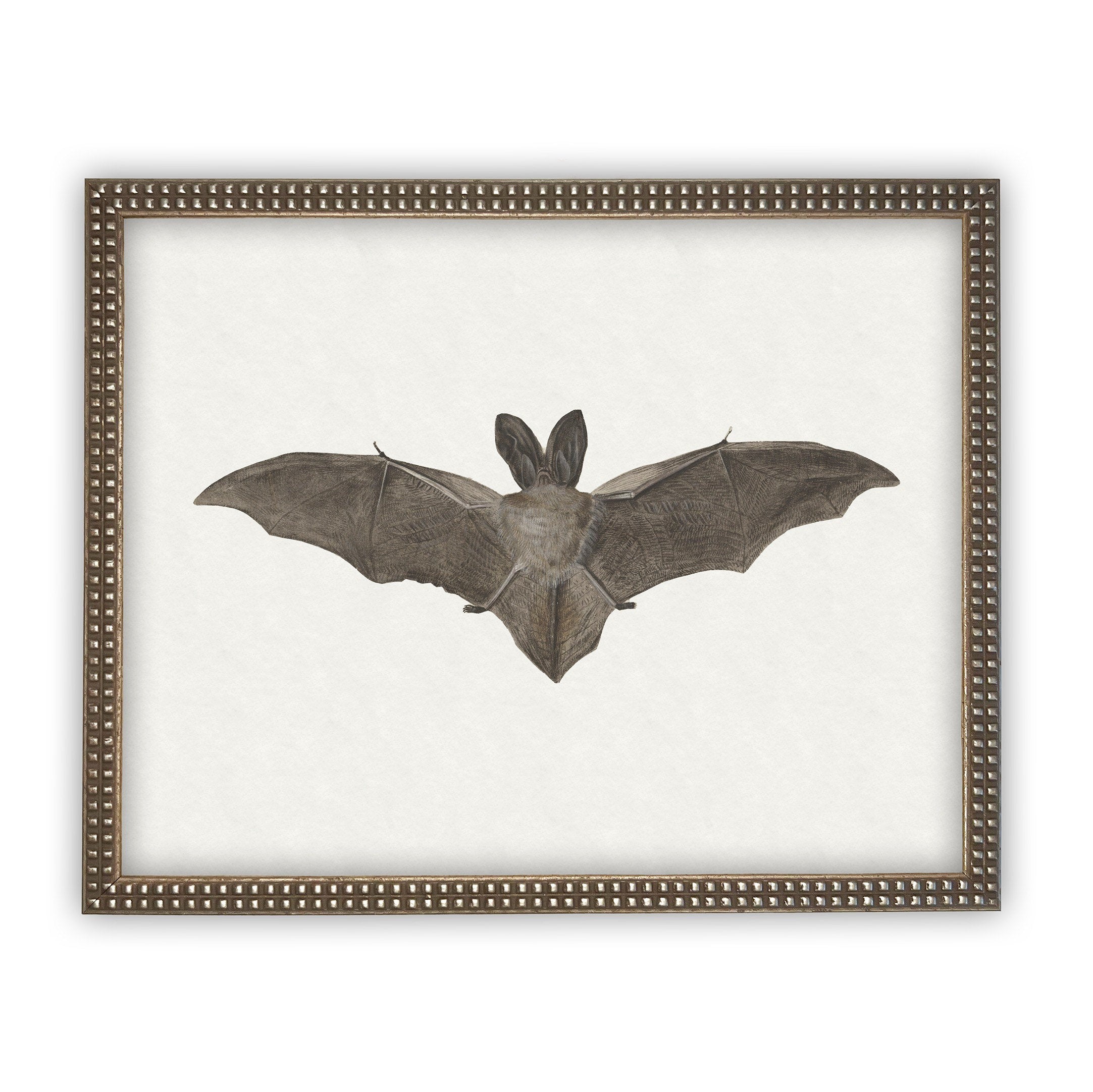 Vintage Framed Canvas Art Bat #H-101