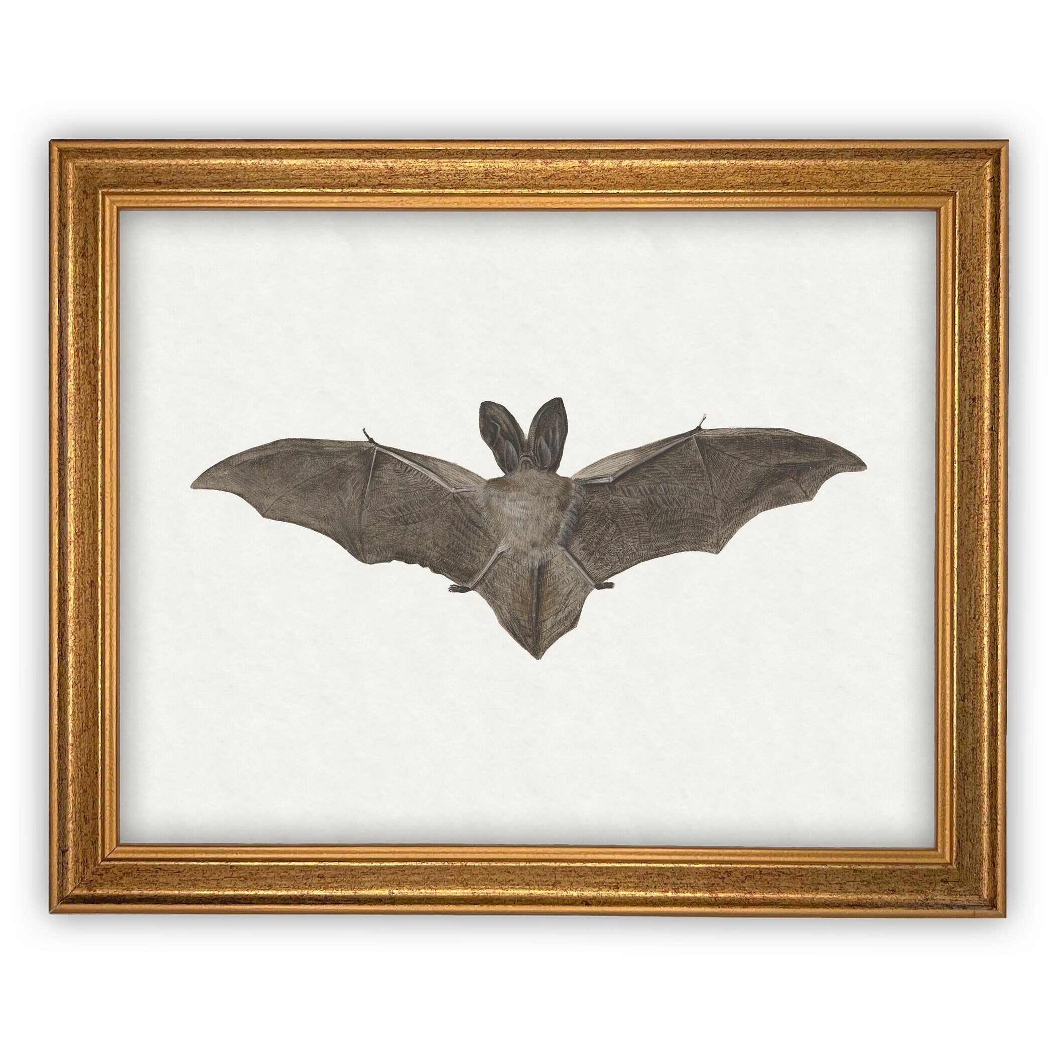 Vintage Framed Canvas Art Bat #H-101
