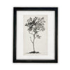 READY TO SHIP 24X36 Vintage Framed Canvas Print: Black & White Tree Sketch