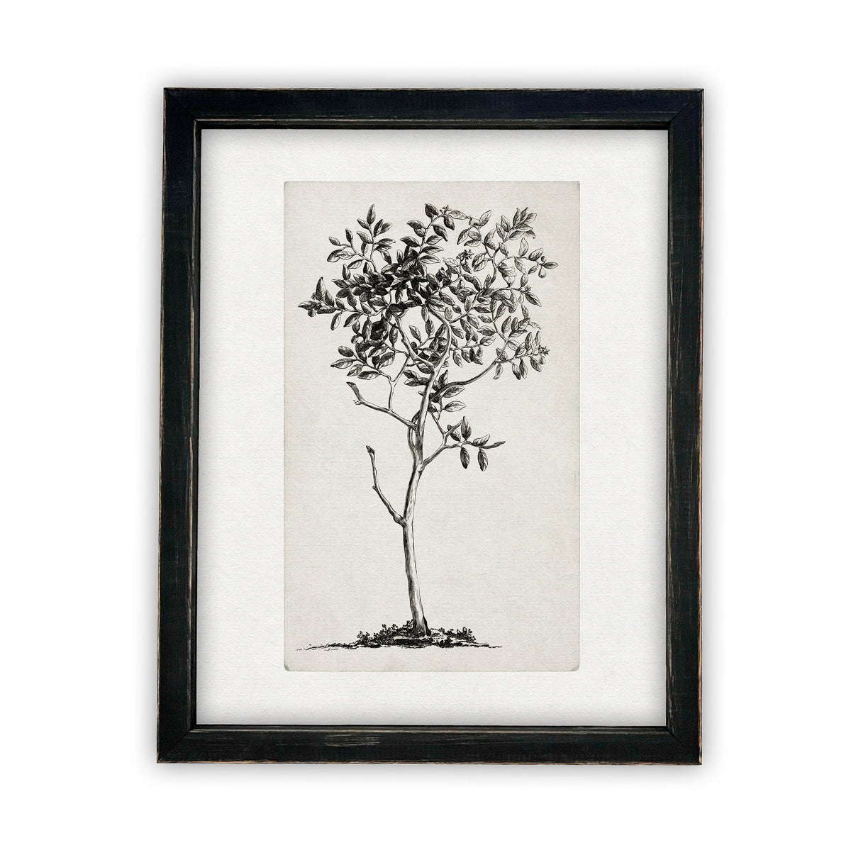 READY TO SHIP 24X36 Vintage Framed Canvas Print: Black & White Tree Sketch