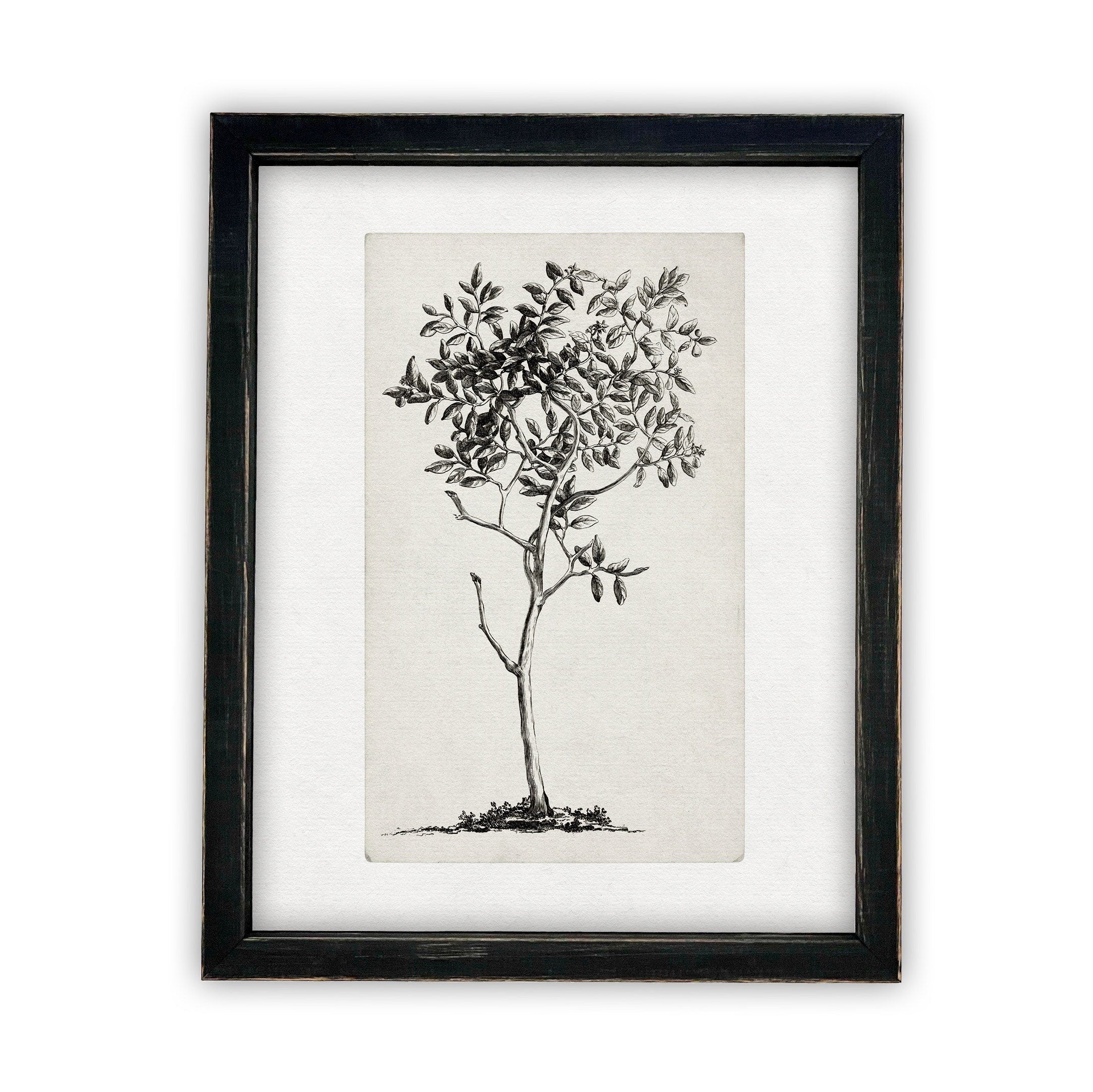 READY TO SHIP 24X36 Vintage Framed Canvas Print: Black & White Tree Sketch