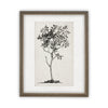 READY TO SHIP 24X36 Vintage Framed Canvas Print: Black & White Tree Sketch