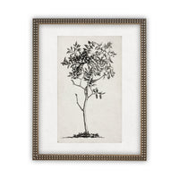 READY TO SHIP 24X36 Vintage Framed Canvas Print: Black & White Tree Sketch