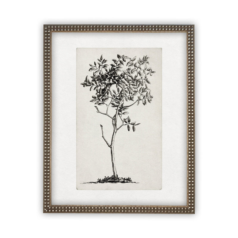READY TO SHIP 24X36 Vintage Framed Canvas Print: Black & White Tree Sketch