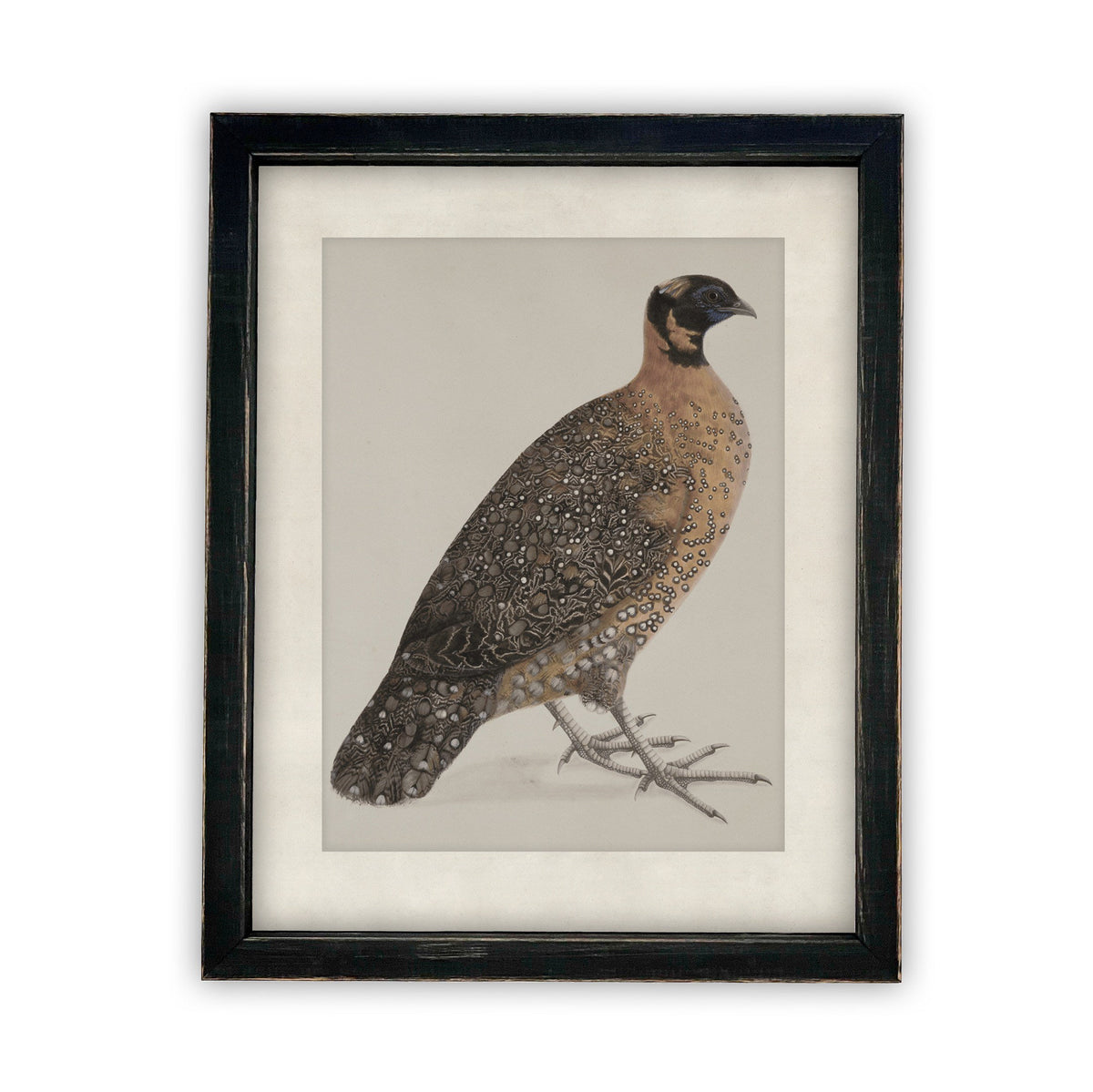 READY TO SHIP 30X40 Vintage Framed Canvas Art // Framed Vintage Print // Vintage Painting //Antique Bird Painting Art //#A-104