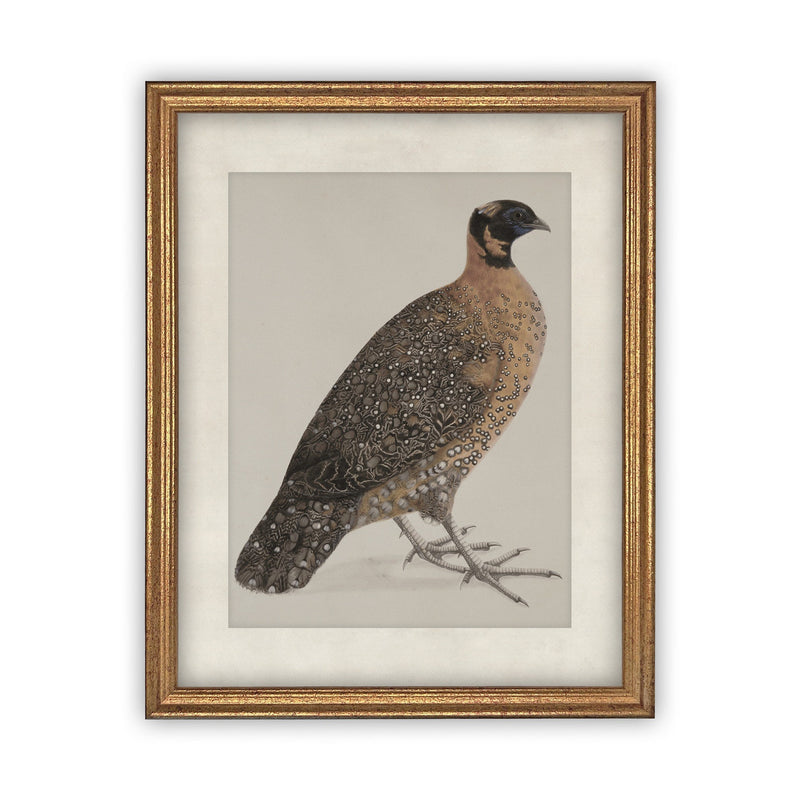 READY TO SHIP 30X40 Vintage Framed Canvas Art // Framed Vintage Print // Vintage Painting //Antique Bird Painting Art //#A-104