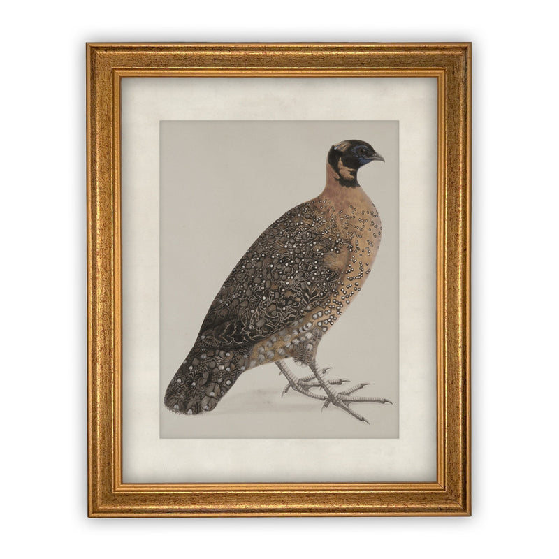 READY TO SHIP 30X40 Vintage Framed Canvas Art // Framed Vintage Print // Vintage Painting //Antique Bird Painting Art //#A-104