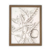 READY to SHIP 11x14 Vintage Framed Canvas Art // Framed Vintage Print // Botanical Orange Branch Sketch // Farmhouse print //#BOT-117