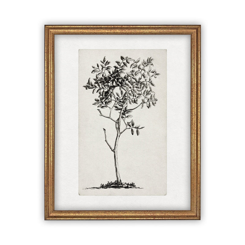 READY TO SHIP 24X36 Vintage Framed Canvas Print: Black & White Tree Sketch