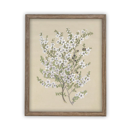 READY to SHIP 8x10 Vintage Framed Canvas Art // Framed Vintage Print // Vintage Painting // Botanical Sketch // Farmhouse print //#BOT-130