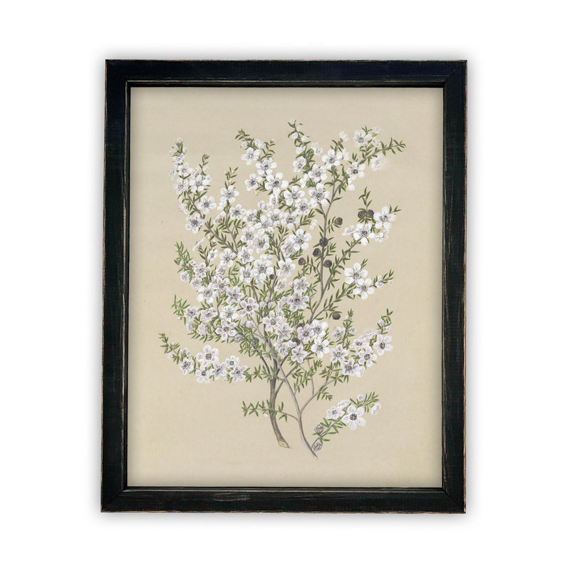 READY to SHIP 8x10 Vintage Framed Canvas Art // Framed Vintage Print // Vintage Painting // Botanical Sketch // Farmhouse print //#BOT-130