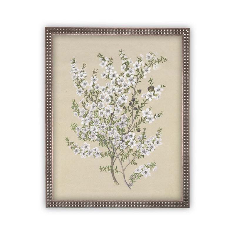 READY to SHIP 8x10 Vintage Framed Canvas Art // Framed Vintage Print // Vintage Painting // Botanical Sketch // Farmhouse print //#BOT-130