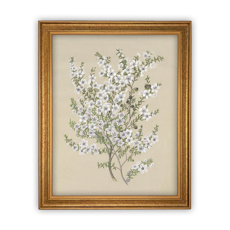 READY to SHIP 8x10 Vintage Framed Canvas Art // Framed Vintage Print // Vintage Painting // Botanical Sketch // Farmhouse print //#BOT-130