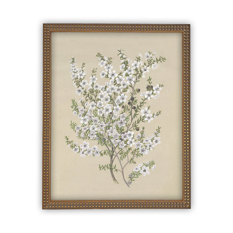 READY to SHIP 8x10 Vintage Framed Canvas Art // Framed Vintage Print // Vintage Painting // Botanical Sketch // Farmhouse print //#BOT-130