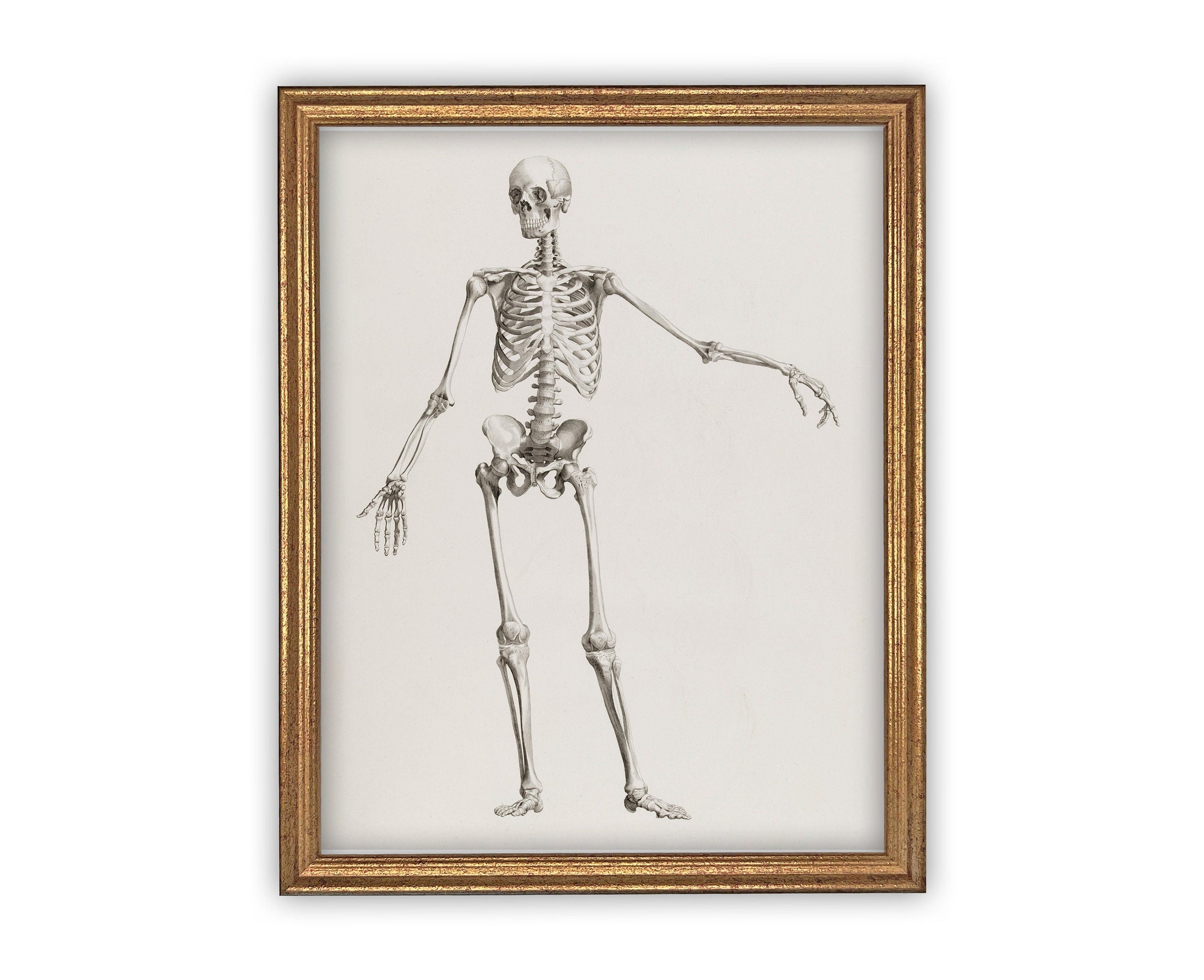 Vintage Framed Canvas Skeleton Sketch Art #H-105