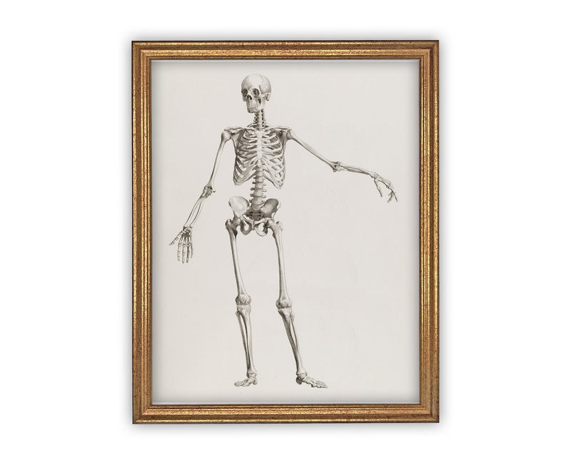 Vintage Framed Canvas Skeleton Sketch Art #H-105