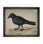 Vintage Framed Canvas Raven Art #H-102