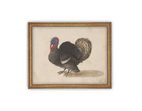 Vintage Framed Canvas Art // Framed Vintage Print // Vintage Painting // Turkey Art // Kids Room or Nursery print //#A-172