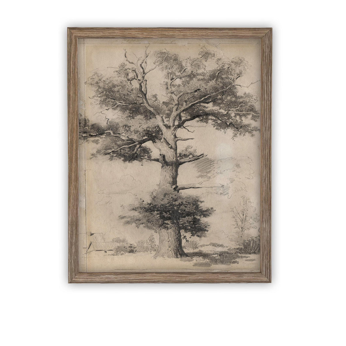 READY TO SHIP 11X14 Framed Canvas Print: Botanical Tree Sketch, Farmhouse Art