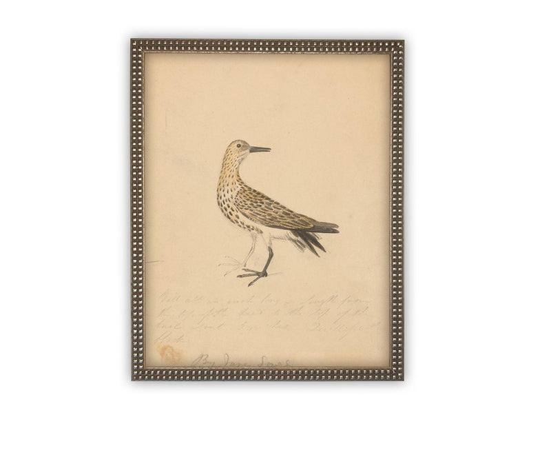 Vintage Framed Canvas Art // Framed Vintage Print // Vintage Painting // Bird Art // Girls Room or Nursery print //#A-182