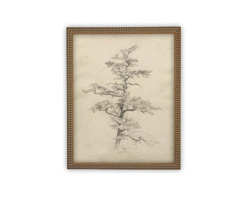Vintage Framed Canvas Art // Framed Vintage Print // Vintage Painting // Botanical Tree Sketch // Neutral Minimalist print //#BOT-166