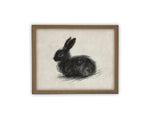 Vintage Framed Canvas Art // Framed Vintage Print // Vintage Black Bunny Rabbit Sketch // Easter Drawing // Farmhouse print //#A-188