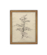 Vintage Framed Canvas Art // Framed Vintage Print // Vintage Painting // Botanical Tree Sketch // Neutral Minimalist print //#BOT-166