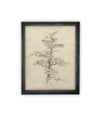 Vintage Framed Canvas Art // Framed Vintage Print // Vintage Painting // Botanical Tree Sketch // Neutral Minimalist print //#BOT-166