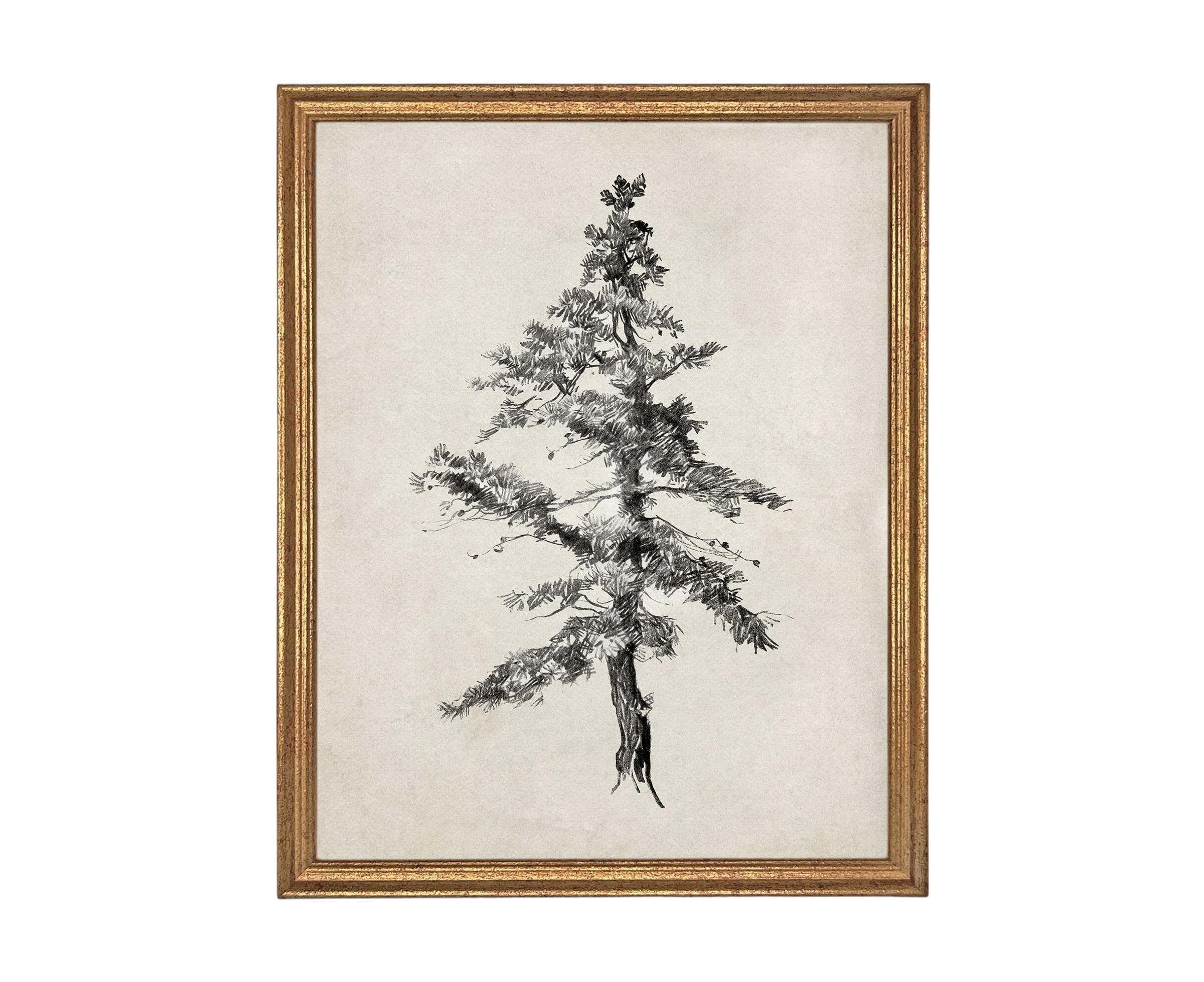 Vintage Framed Tree Sketch: Black and White Canvas Art Print