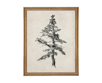 READY TO SHIP 16x20 Framed Tree Sketch: Black and White Canvas Art Print