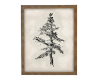 Vintage Framed Tree Sketch: Black and White Canvas Art Print