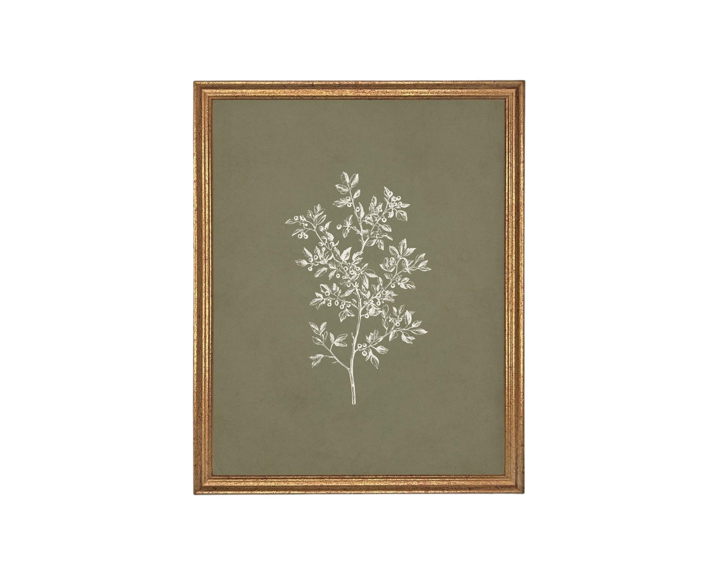 Vintage Framed Botanical Sketch #BOT-169