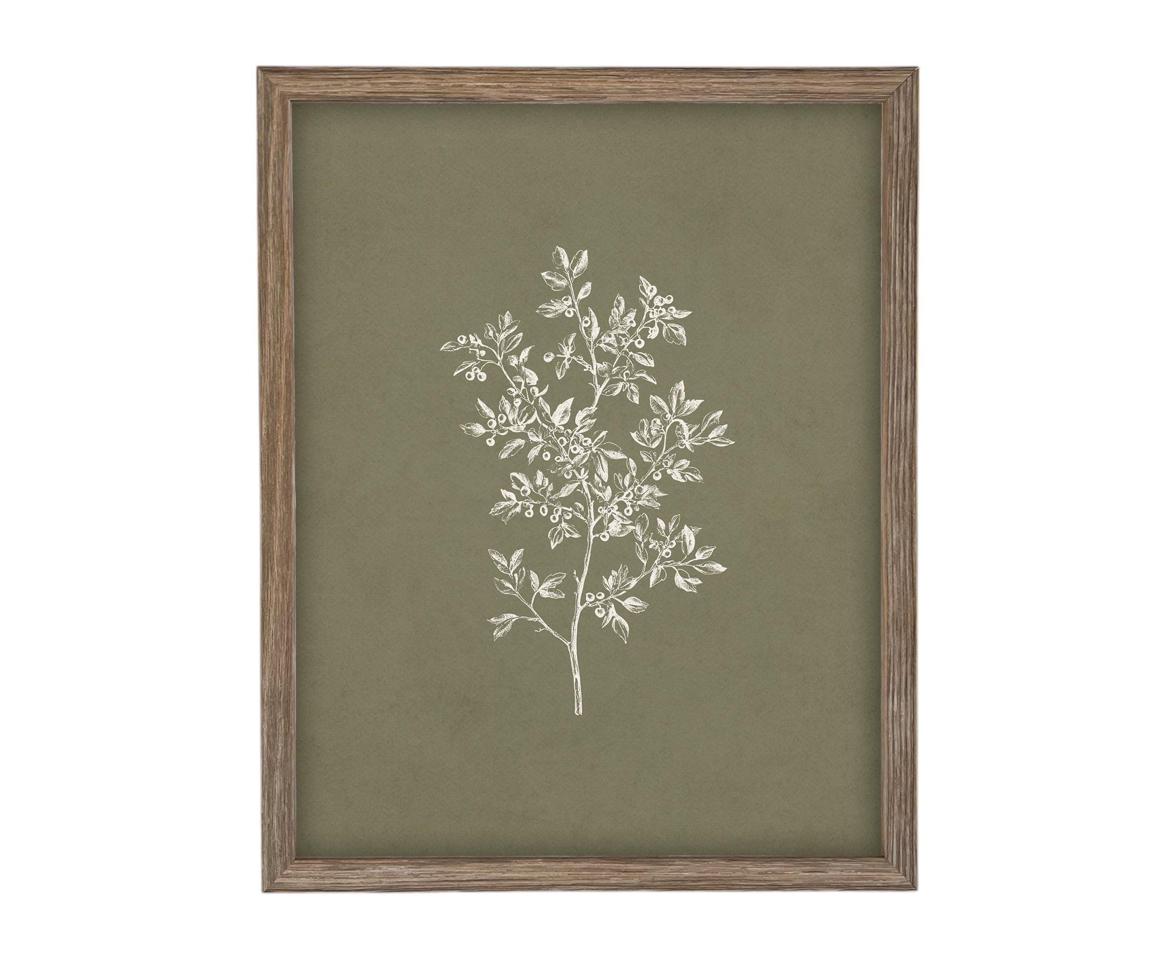 Vintage Framed Botanical Sketch #BOT-169