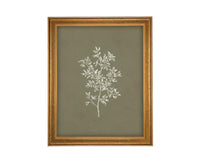 Vintage Framed Botanical Sketch #BOT-169