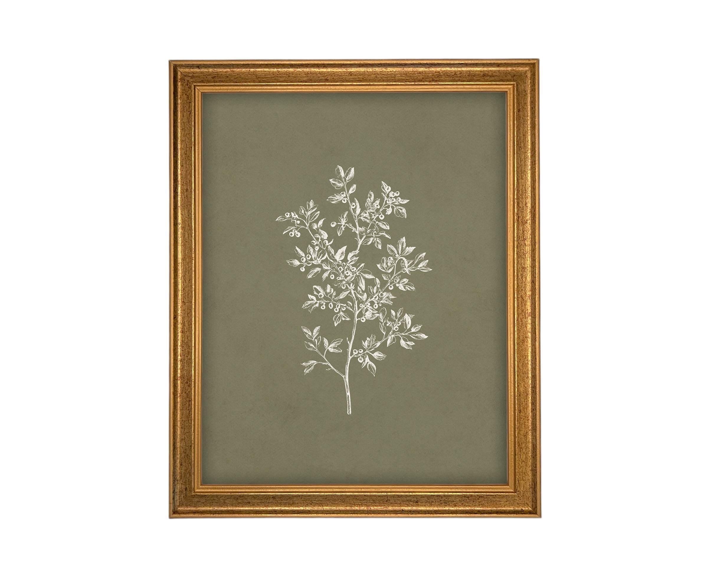 Vintage Framed Botanical Sketch #BOT-169