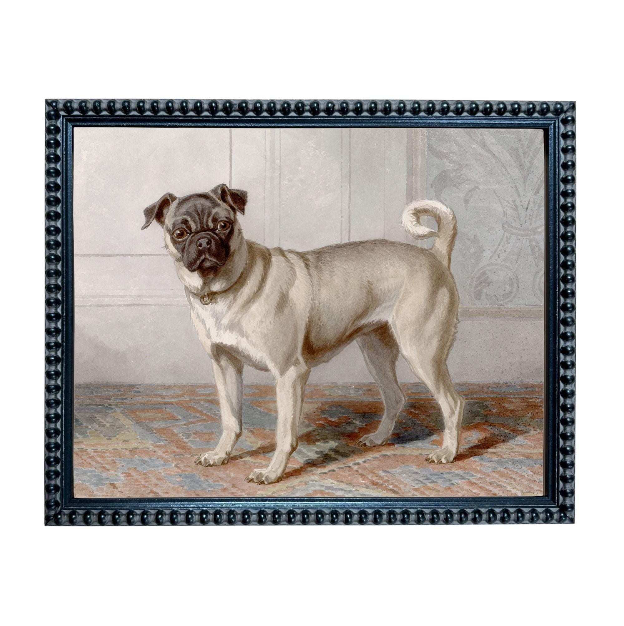 A pug dog standing on a patterned rug in a room.
